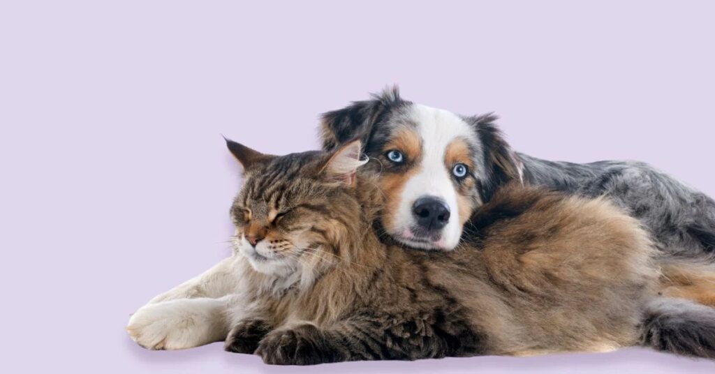 New Dog to pussycats