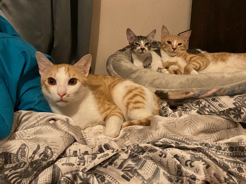 Cat Live with Kidney Disease