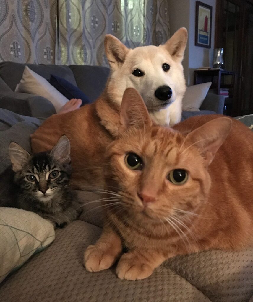 Dogs and Cats Have in Common