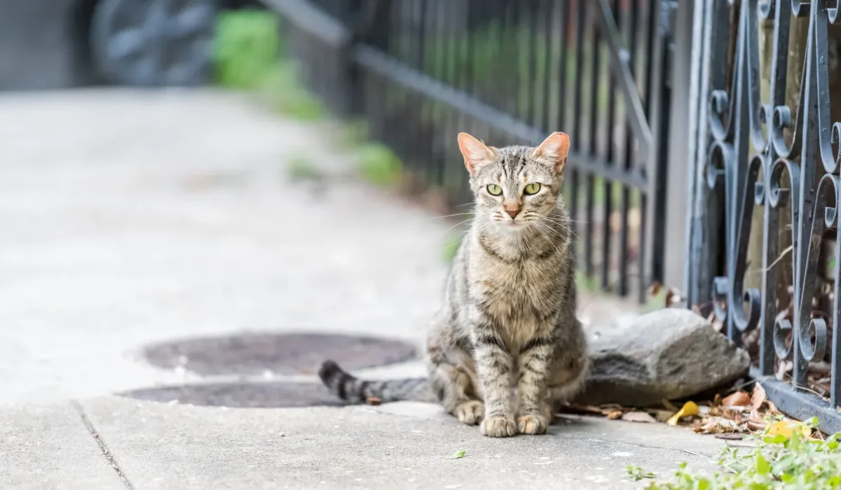 Inner vs Outdoor Cat