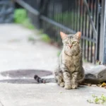 Inner vs Outdoor Cat